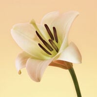 ETERNITY  100ml-55189 ETERNITY  100ml-55189 4